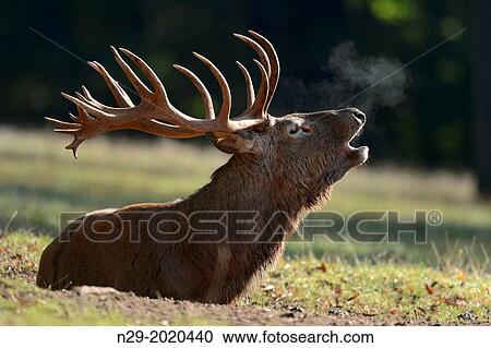 Cervus elaphus, Red Deer, captive, Germany View Large Photo Image Stock Image - Cervus elaphus, Red Deer, captive, Germany. Fotosearch
