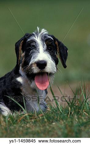 CESKY DOG, PORTRAIT OF ADULT WITH TONGUE OUT View Large Photo Image Stock Photography - CESKY DOG, PORTRAIT OF ADULT WITH TONGUE OUT. Fotosearch
