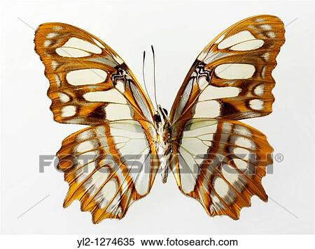 Cethosia Lacewing Butterfly View Large Photo Image Stock Photography - Cethosia Lacewing Butterfly. Fotosearch