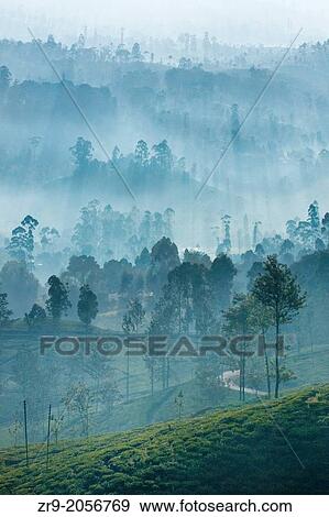 Ceylon tea plantation at dawn, Dickoya, Hill Country, Sri Lanka, Indian Ocean, Asia. View Large Photo Image Stock Photo - Ceylon tea plantation at dawn, Dickoya, Hill Country, Sri Lanka, Indian Ocean, Asia.. Fotosearch
