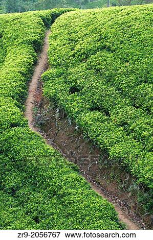 Ceylon tea plantation, Dickoya, Hill Country, Sri Lanka, Indian Ocean, Asia. View Large Photo Image Stock Photo - Ceylon tea plantation, Dickoya, Hill Country, Sri Lanka, Indian Ocean, Asia.. Fotosearch