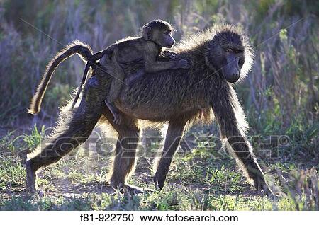 Chacma Baboon Papio cynocephalus baby riding on back of mother in late afternoon sun Serengeti National Park, Tanzania January 2006 View Large Photo Image Stock Image - Chacma Baboon Papio cynocephalus baby riding on back of mother in late afternoon sun Serengeti National Park, Tanzania January 2006. Fotosearch