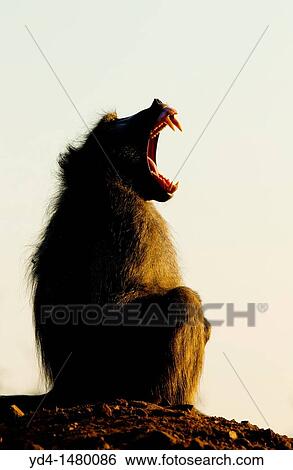 Chacma baboon Papio ursinus, Kruger National Park, South Africa View Large Photo Image Stock Photograph - Chacma baboon Papio ursinus, Kruger National Park, South Africa. Fotosearch