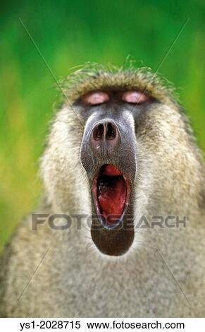 Stock Photography - Chacma Baboon, papio ursinus, Portrait of Male Yawning, Kruger Park in South Africa.. Fotosearch
