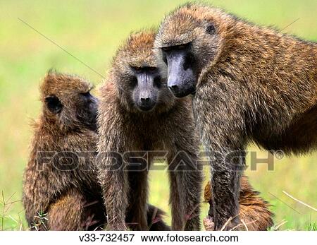 Chacma baboon troop in Lake Nakuru National Park, Kenya View Large Photo Image Stock Photo - Chacma baboon troop in Lake Nakuru National Park, Kenya. Fotosearch