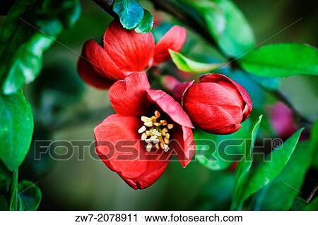 Chaenomeles, flowering quince, spring flowering shrub followed by yellow fruits in Autumn. View Large Photo Image Stock Image - Chaenomeles, flowering quince, spring flowering shrub followed by yellow fruits in Autumn.. Fotosearch