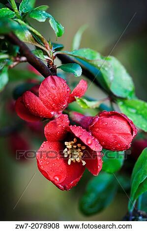 Stock Photo - Chaenomeles, flowering quince, spring flowering shrub followed by yellow fruits in Autumn.. Fotosearch