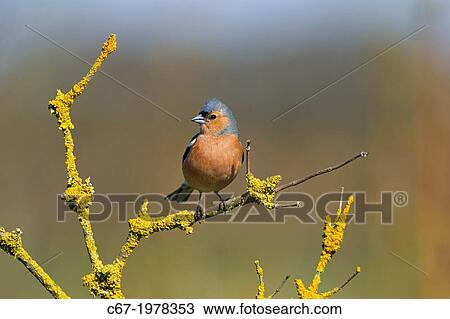 Chaffinch Fringilla coelebs Male in spring. View Large Photo Image Stock Image - Chaffinch Fringilla coelebs Male in spring.. Fotosearch