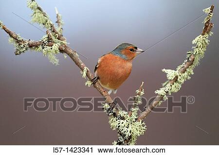 Chaffinch, Fringilla coelebs, chaffinch, Buchfink, Scotland View Large Photo Image Stock Image - Chaffinch, Fringilla coelebs, chaffinch, Buchfink, Scotland. Fotosearch