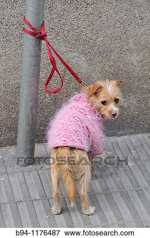 Chained dog View Large Photo Image Stock Photo - Chained dog. Fotosearch