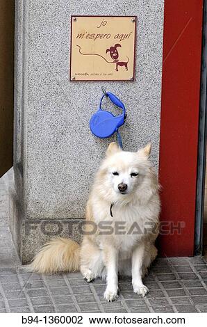 Chained dog waiting outside a bakery View Large Photo Image Stock Image - Chained dog waiting outside a bakery. Fotosearch