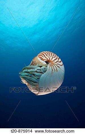 Chambered Nautilus, Nautilus belauensis, Micronesia, Palau View Large Photo Image Picture - Chambered Nautilus, Nautilus belauensis, Micronesia, Palau. Fotosearch
