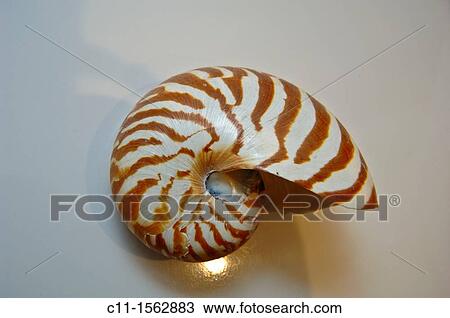 Chambered nautilus, Nautilus sp, shell View Large Photo Image Stock Image - Chambered nautilus, Nautilus sp, shell. Fotosearch