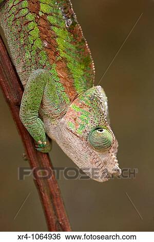 Chameleon, Andasibe, Toamasina, Madagascar View Large Photo Image Stock Photograph - Chameleon, Andasibe, Toamasina, Madagascar. Fotosearch