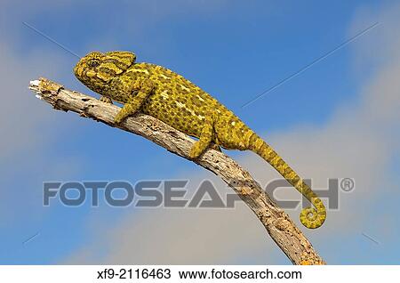 Stock Image - Chameleon. Chamaeleo chamaeleon. Rota. CBdiz province. Andalusia. Spain.. Fotosearch