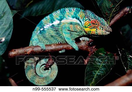 Chameleon (Furcifer pardalis), R? serve sp? ciale de Perinet-Analamazaotra, near Andasibe. Madagascar. View Large Photo Image Stock Photo - Chameleon (Furcifer pardalis), R? serve sp? ciale de Perinet-Analamazaotra, near Andasibe. Madagascar.. Fotosearch