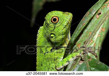 Chameleon. Image taken at Kubah National Park, Sarawak, Malaysia. View Large Photo Image Stock Image - Chameleon. Image taken at Kubah National Park, Sarawak, Malaysia.. Fotosearch