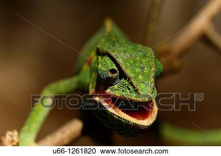 chameleon Kenya Africa. View Large Photo Image Stock Image - chameleon Kenya Africa.. Fotosearch