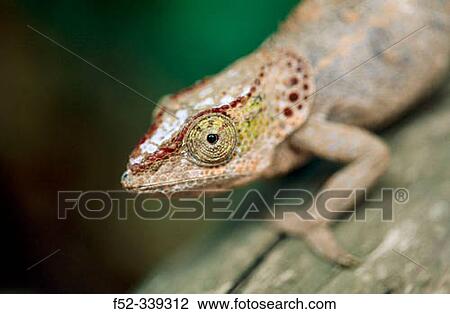 Stock Image - Chameleon. Madagascar. Fotosearch