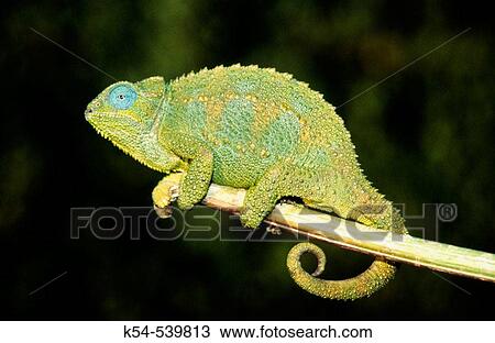Stock Image - Chameleon, Ngorongoro Conservation Area. Fotosearch