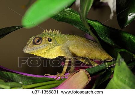 Stock Image - Chameleon on a vase of artificial flowers. Fotosearch