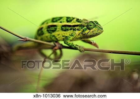 Chameleon, Queen Elizabeth National Park, Uganda, Africa View Large Photo Image Stock Photograph - Chameleon, Queen Elizabeth National Park, Uganda, Africa. Fotosearch