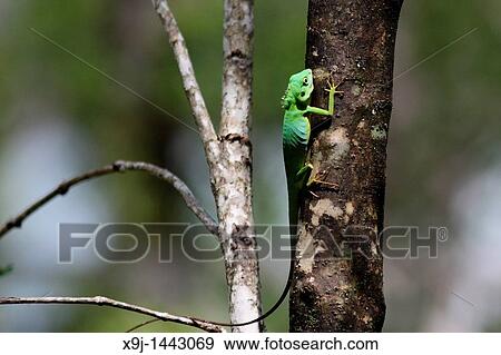 Chameleon View Large Photo Image Stock Photo - Chameleon. Fotosearch