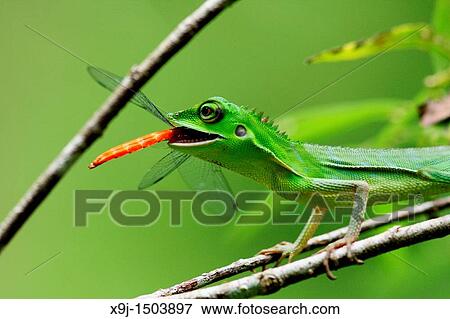 Chameleon View Large Photo Image Stock Photo - Chameleon. Fotosearch