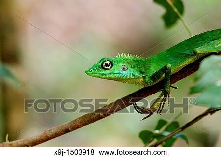 Chameleon View Large Photo Image Stock Photo - Chameleon. Fotosearch