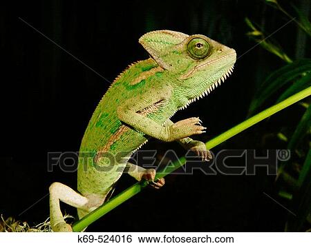 Chameleon View Large Photo Image Stock Photograph - Chameleon. Fotosearch