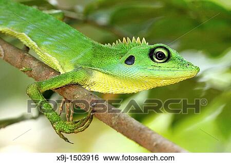 Chameleon View Large Photo Image Stock Photograph - Chameleon. Fotosearch