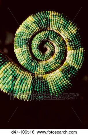 Chameleon, tail View Large Photo Image Stock Photograph - Chameleon, tail. Fotosearch