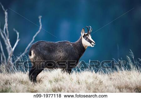 Chamois (Rupicapra rupicapra), in autumn, Vosges, France. View Large Photo Image Stock Photo - Chamois (Rupicapra rupicapra), in autumn, Vosges, France.. Fotosearch