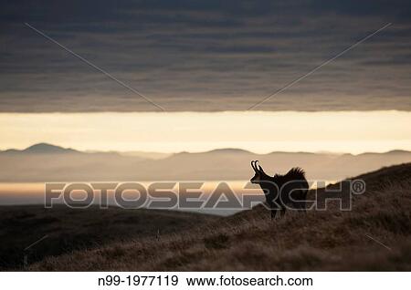 Stock Photo - Chamois (Rupicapra rupicapra), in autumn, Black Forest (Germany) in the background, Vosges, France.. Fotosearch