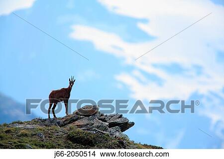 Picture - chamois (Rupicapra rupicapra) in the National Park Gran Paradiso, Italia.. Fotosearch