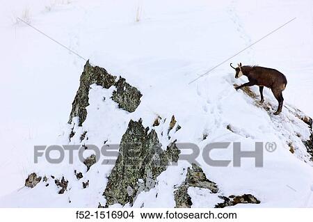 CHAMOIS Rupicapra rupicapra. View Large Photo Image Picture - CHAMOIS Rupicapra rupicapra.. Fotosearch