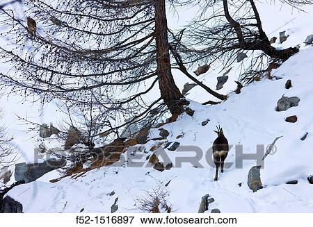 CHAMOIS Rupicapra rupicapra. View Large Photo Image Stock Photo - CHAMOIS Rupicapra rupicapra.. Fotosearch