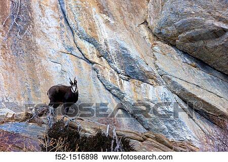 Stock Photo - CHAMOIS Rupicapra rupicapra.. Fotosearch