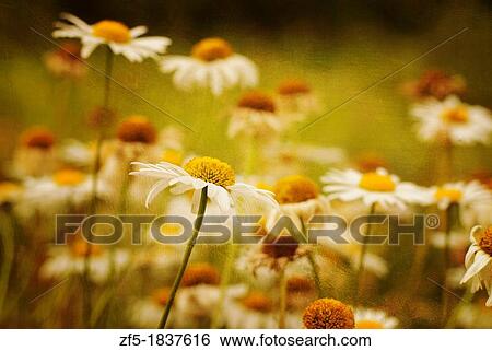 Stock Photograph - Chamomile flowers. Fotosearch