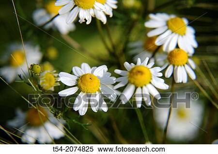Chamomile flowers View Large Photo Image Stock Photography - Chamomile flowers. Fotosearch