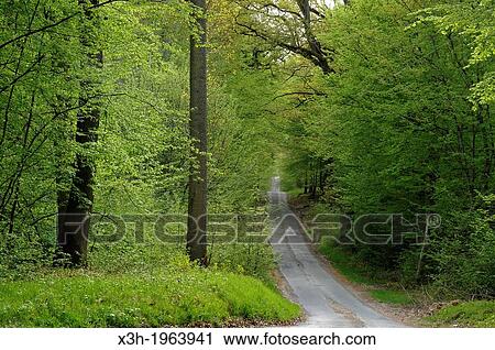 Champ des Epines forest road, forest of Rambouillet, Yvelines department, Ile de France region, France, Europe. View Large Photo Image Stock Image - Champ des Epines forest road, forest of Rambouillet, Yvelines department, Ile de France region, France, Europe.. Fotosearch