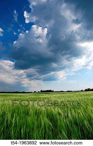 Change in the weather over a grain field in spring. View Large Photo Image Stock Image - Change in the weather over a grain field in spring.. Fotosearch