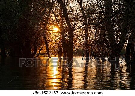 Channels and lakes during sunrise in the Danube Delta, romania Big willows, alder and ash trees from a riparian forest along the channels View Large Photo Image Stock Photo - Channels and lakes during sunrise in the Danube Delta, romania Big willows, alder and ash trees from a riparian forest along the channels. Fotosearch