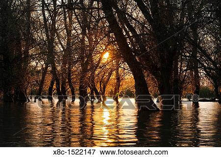 Channels during sunrise in the Danube Delta, romania Big willows, alder and ash trees from a riparian forest along the channels View Large Photo Image Stock Photo - Channels during sunrise in the Danube Delta, romania Big willows, alder and ash trees from a riparian forest along the channels. Fotosearch