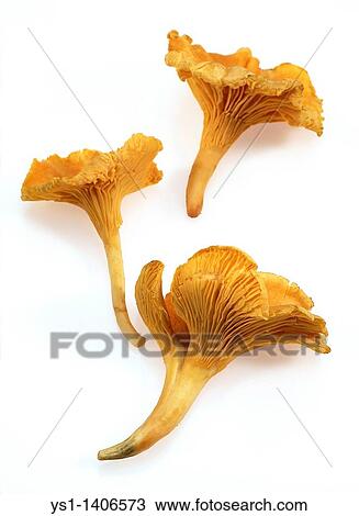 CHANTERELLE MUSHROOM cantharellus cibarius AGAINST WHITE BACKGROUND View Large Photo Image Stock Image - CHANTERELLE MUSHROOM cantharellus cibarius AGAINST WHITE BACKGROUND. Fotosearch