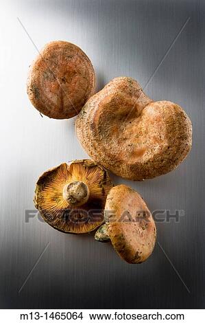 Chanterelles. Lactarius deliciosus View Large Photo Image Picture - Chanterelles. Lactarius deliciosus. Fotosearch