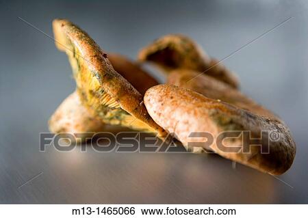 Chanterelles. Lactarius deliciosus View Large Photo Image Stock Photograph - Chanterelles. Lactarius deliciosus. Fotosearch