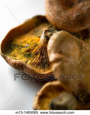 Chanterelles. Lactarius deliciosus View Large Photo Image Stock Photography - Chanterelles. Lactarius deliciosus. Fotosearch