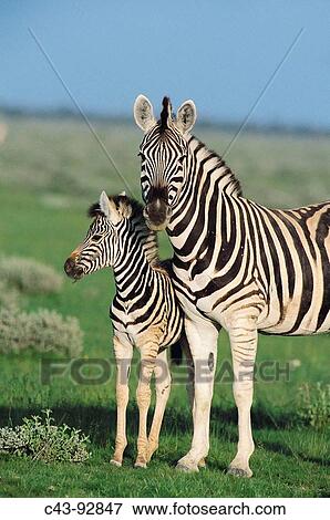 Chapman's Zebra (Equus burchelli chapmani), female with foal. Etosha National Park, Namibia View Large Photo Image Stock Photo - Chapman's Zebra (Equus burchelli chapmani), female with foal. Etosha National Park, Namibia. Fotosearch