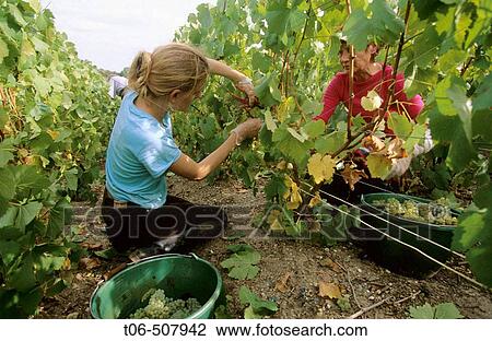 Chardonnay vine-harvest at fall in vineyards, Champagne district, France View Large Photo Image Stock Image - Chardonnay vine-harvest at fall in vineyards, Champagne district, France. Fotosearch
